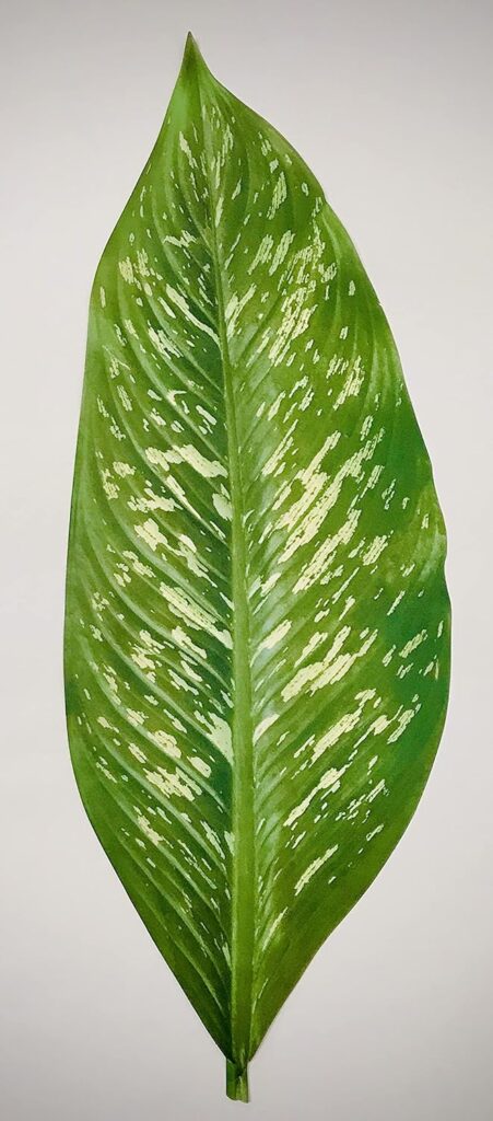 Parchment Paper Leaves for Cheese  Charcuterie Boards - Sisson Distribution Leaves (Pack of 20) (Spring Leaves)